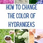 How to Change the Color of Hydrangeas