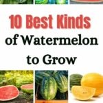10 Best Kinds of Watermelon to Grow
