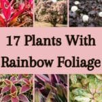 Plants With Rainbow Foliage