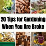 20 Tips for Gardening When You Are Broke