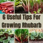 Useful Tips For Growing Rhubarb