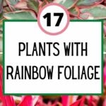 Pflanzen mit Regenbogenlaub