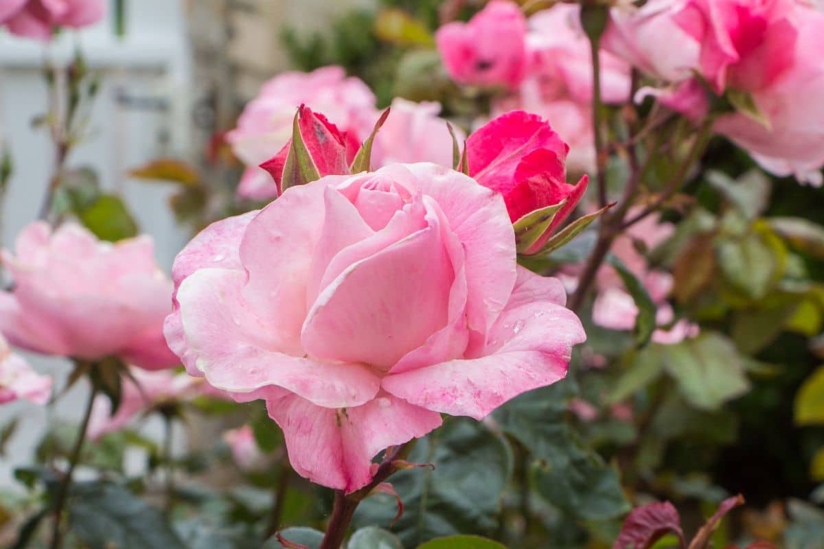 Rosa schöne Rosen im Garten