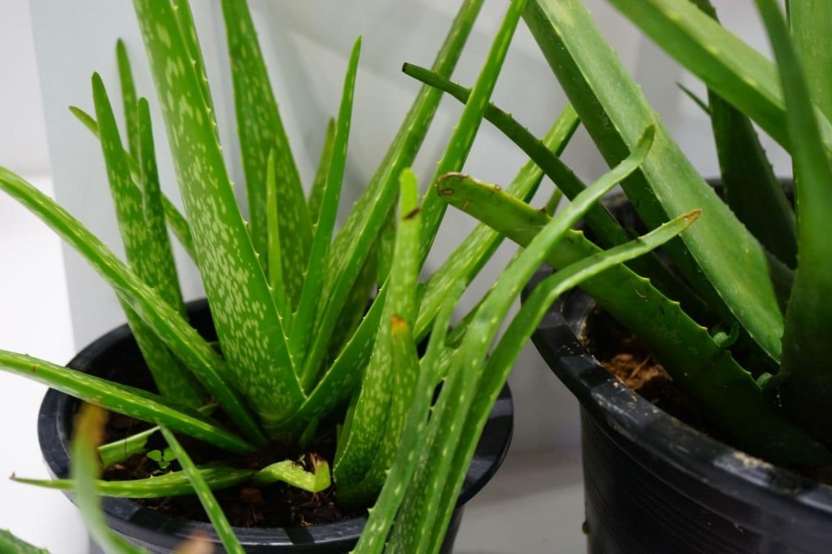 aloevera plant indoors in a pot