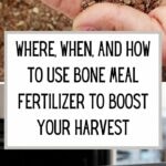 Where, When, and How to Use Bone Meal Fertilizer to Boost Your Harvest