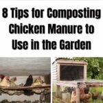 Tips for Composting Chicken Manure to Use in the Garden