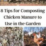 Tips for Composting Chicken Manure to Use in the Garden