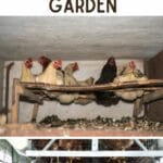 8 Tips for Composting Chicken Manure to Use in the Garden