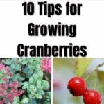 Tips for Growing CranberriesTips for Growing Cranberries