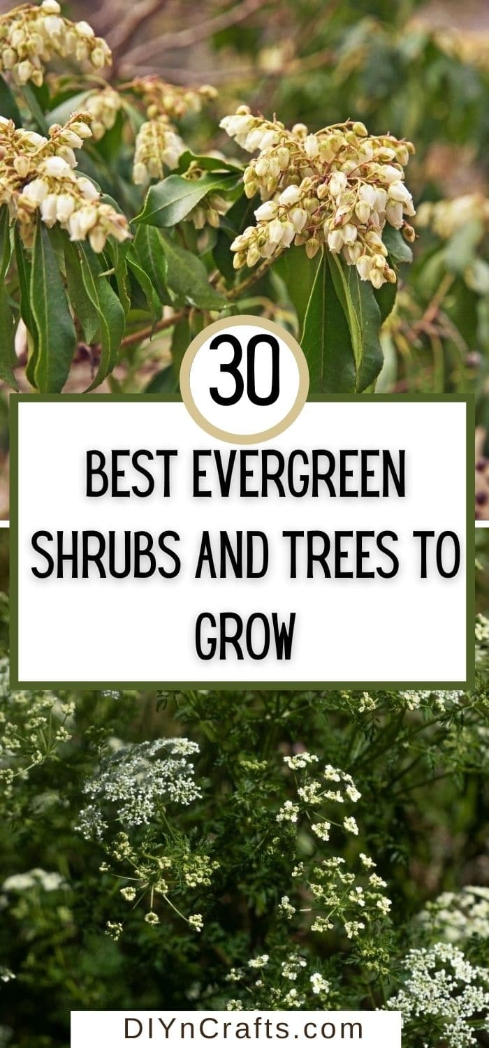 Best Evergreen Shrubs and Trees to Grow