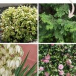Best Evergreen Shrubs and Trees to Grow