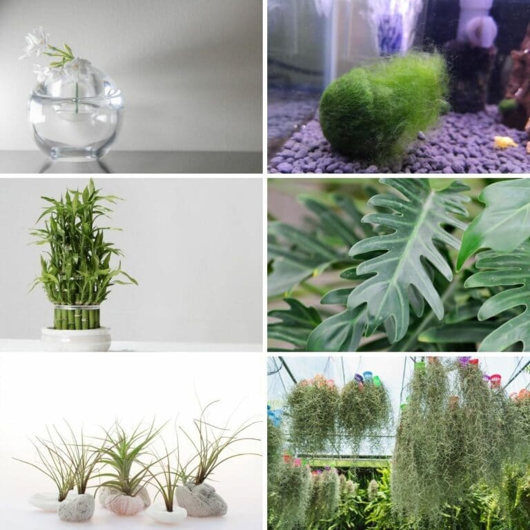9 Houseplants That Grow Without Soil