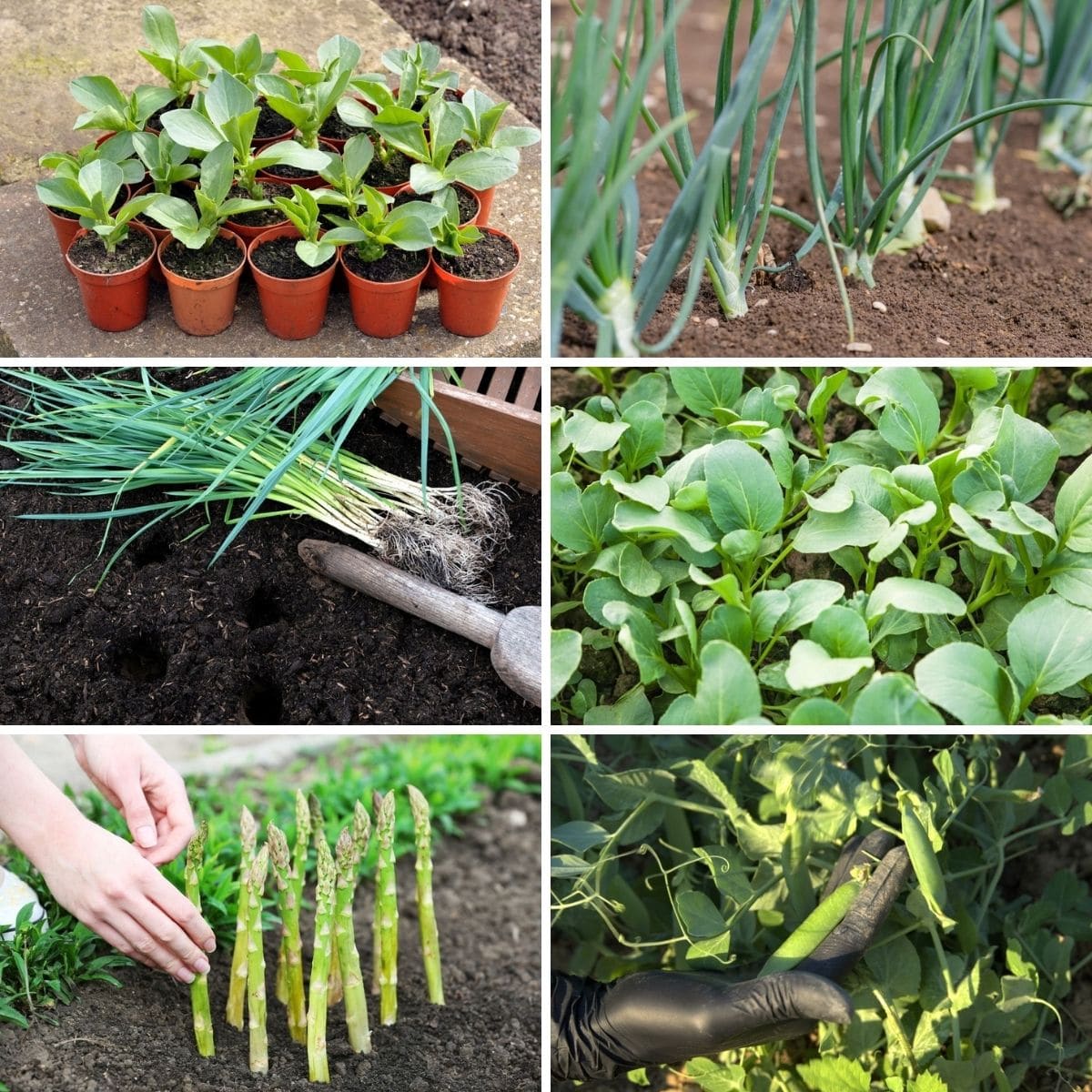 Collage aus Gemüse zum Anpflanzen im Spätherbst