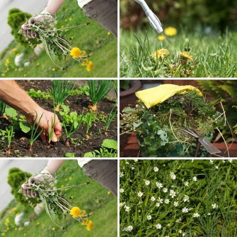 Tips to Have a Weed Free Garden