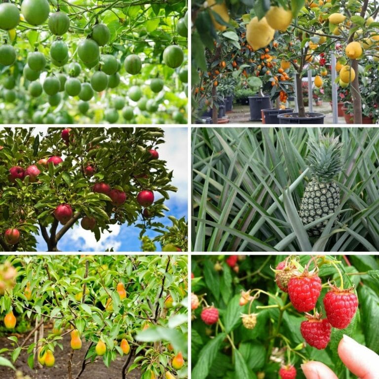 Easiest Fruits to Grow