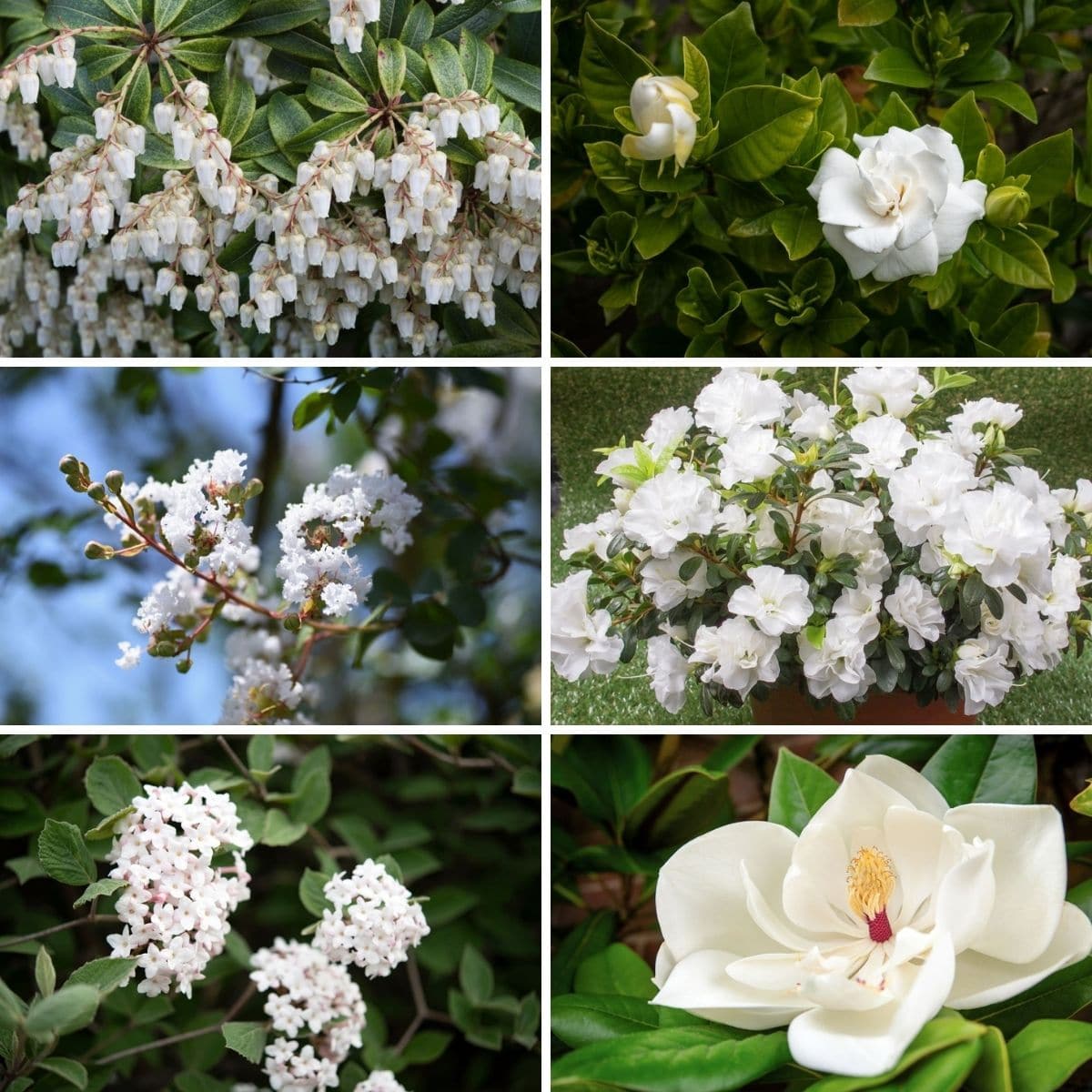 collage of best white shrubs