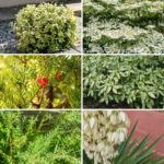 collage photo of evergreen shrubs and trees