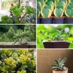 32 Most Popular Succulents to Grow
