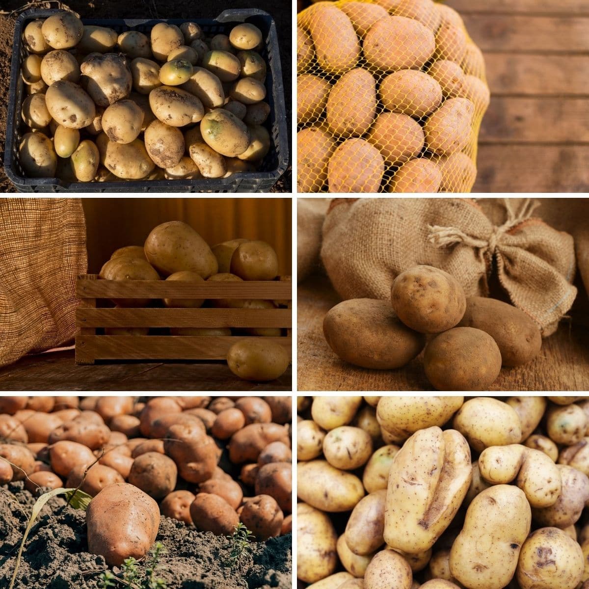 Fresh harvested potato stacks.