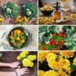 Why You Should Add Marigolds To Your Vegetable Garden