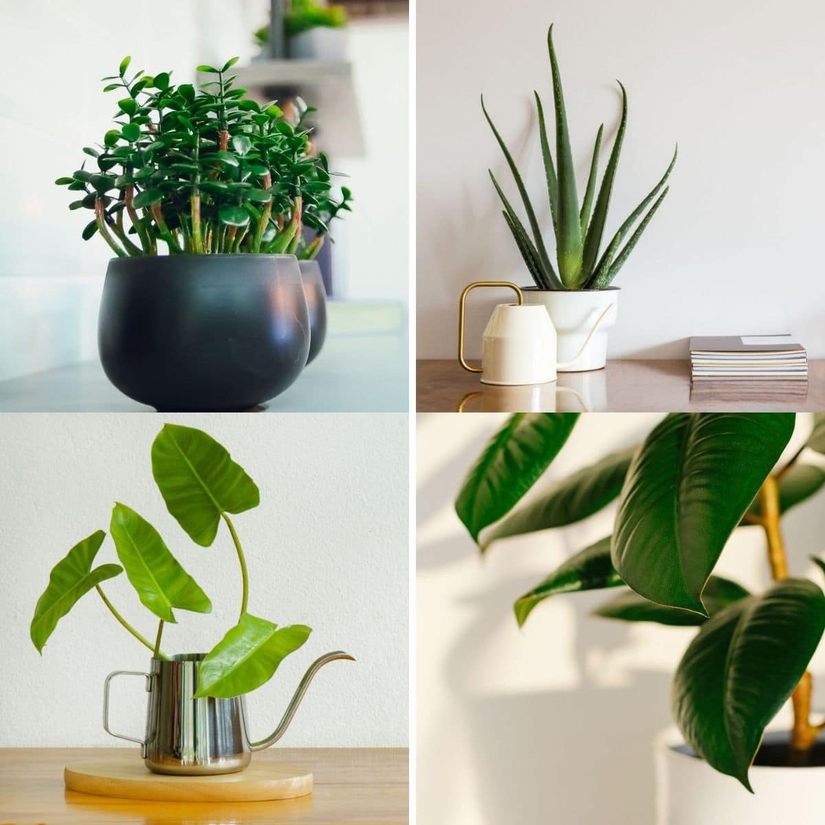 Collage photo featuring 4 plants from the content.