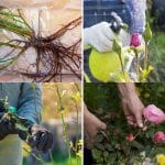 rose gardening tips