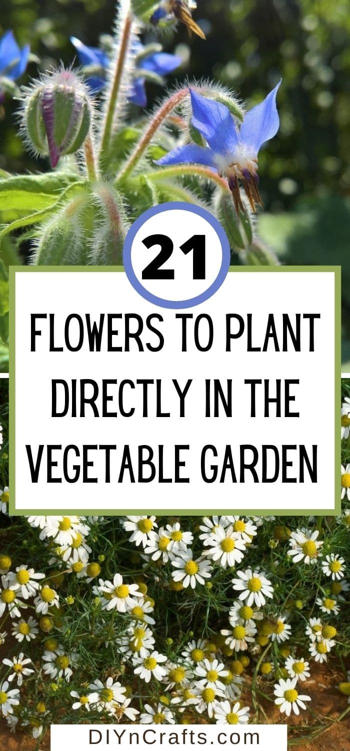 Flowers to Plant Directly in the Vegetable Garden