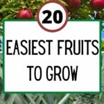 20 Easiest Fruits to Grow