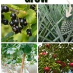 20 Easiest Fruits to Grow
