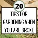 20 Tips for Gardening When You Are Broke
