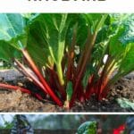 Useful Tips For Growing Rhubarb