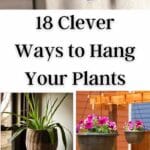 Clever Ways to Hang Your Plants