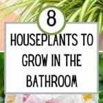 8 Houseplants to Grow in the Bathroom