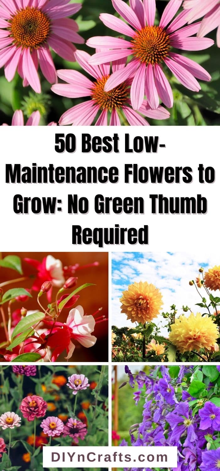 Best Low-Maintenance Flowers to Grow: No Green Thumb Required