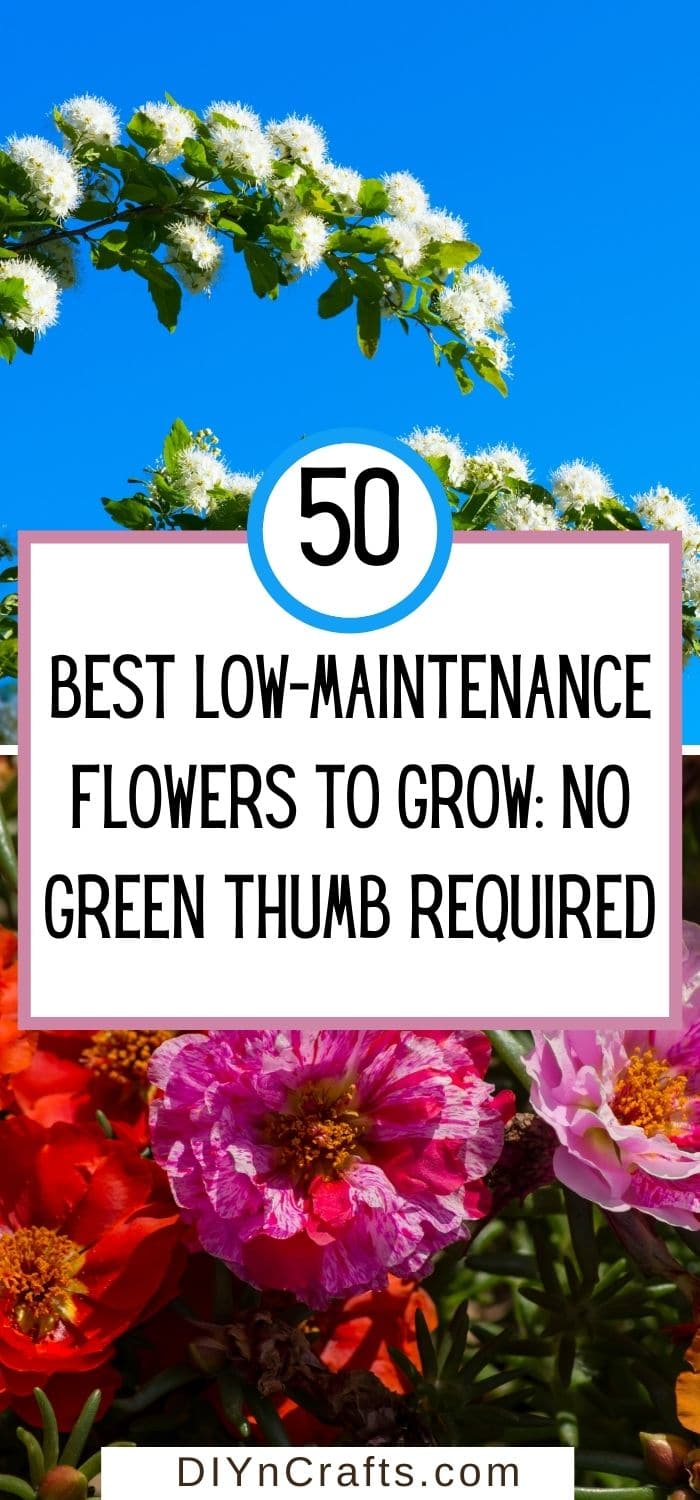 Best Low-Maintenance Flowers to Grow: No Green Thumb Required