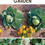 Why You Should Add Marigolds To Your Vegetable Garden