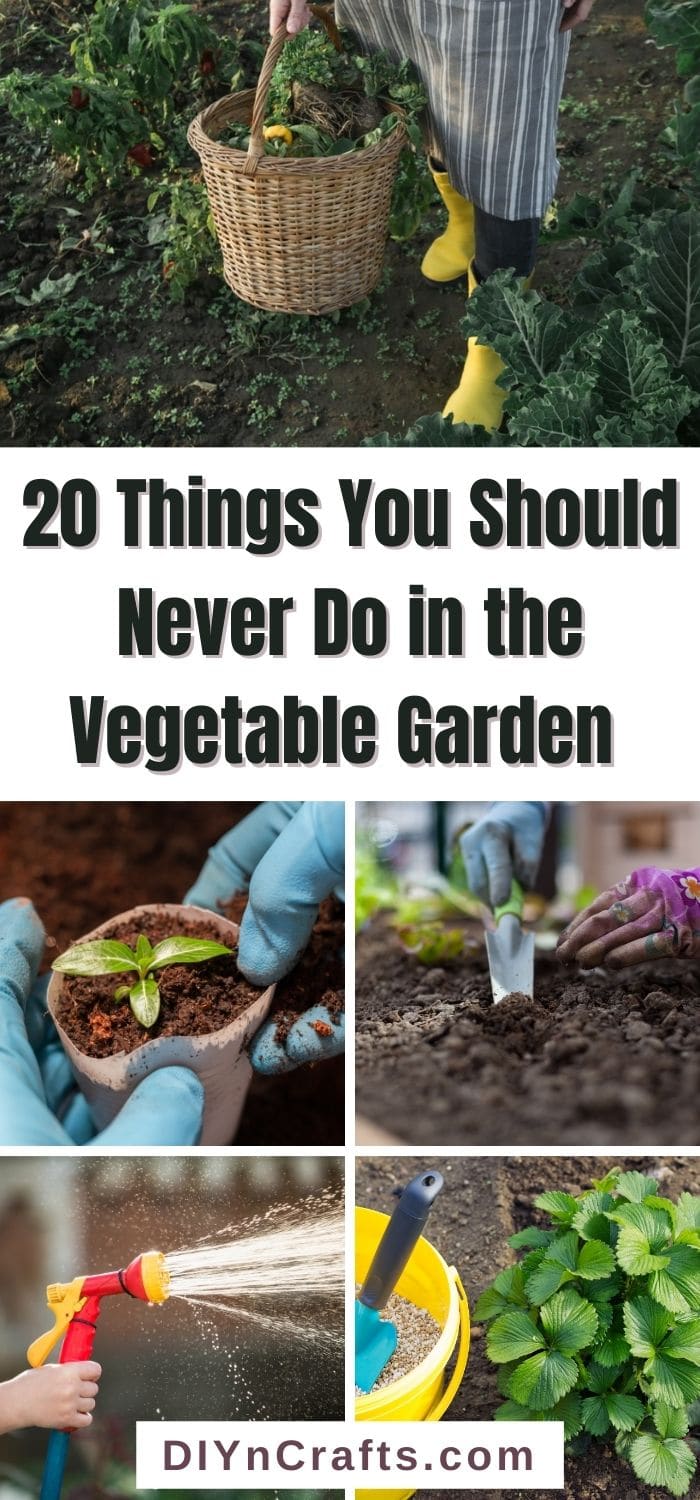 Things You Should Never Do in the Vegetable Garden