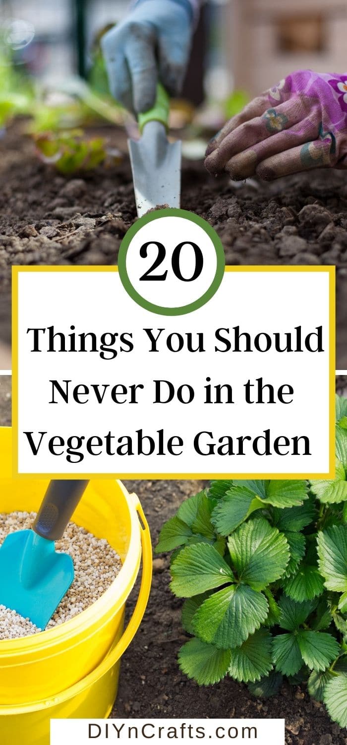 Things You Should Never Do in the Vegetable Garden