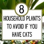 Household Plants to Avoid if You Have Cats