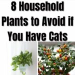 Household Plants to Avoid if You Have Cats