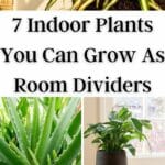 Indoor Plants You Can Grow As Room Dividers