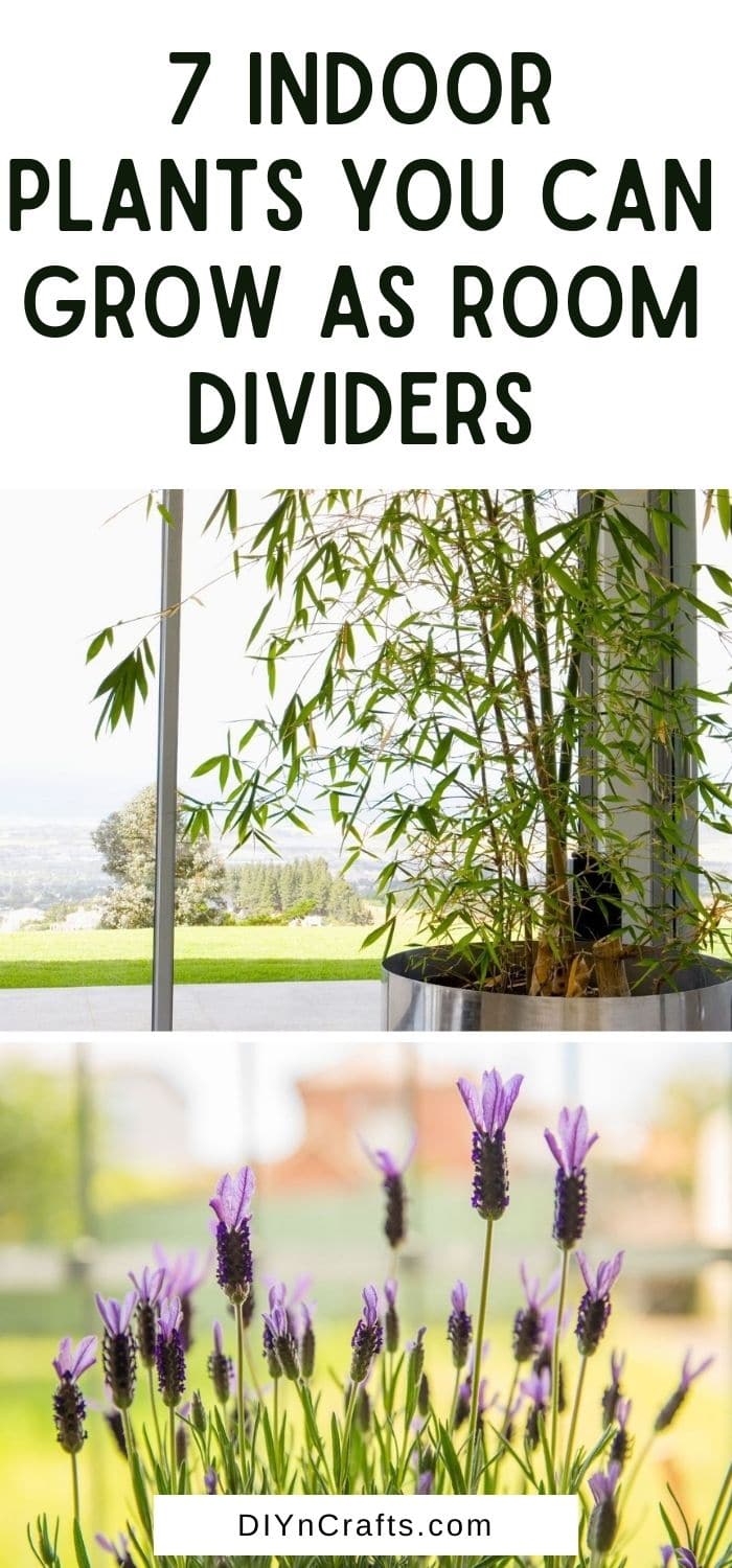 Indoor Plants You Can Grow As Room Dividers