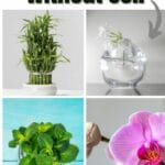 9 Zimmerpflanzen, die ohne Boden wachsen
