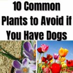 10 Common Plants to Avoid if You Have Dogs