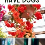 10 Common Plants to Avoid if You Have Dogs