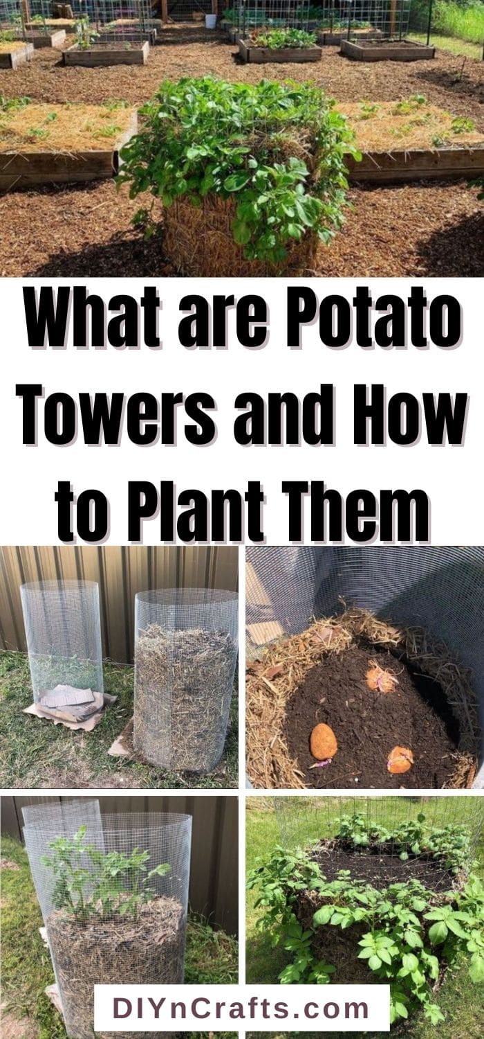 What are Potato Towers and How to Plant Them