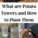 Was sind Kartoffeltürme und wie man sie pflanzt?