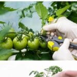 So beschneiden Sie Tomatenpflanzen