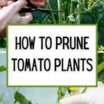 How to Prune Tomato Plants