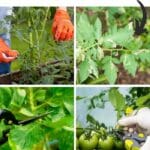 How to Prune Tomato Plants